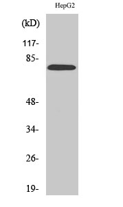 Bmx Polyclonal Antibody