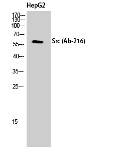 c-Src Polyclonal Antibody