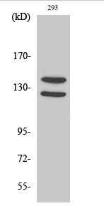 Flg (phospho Tyr154) Polyclonal Antibody