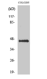 AVP Receptor V3 Polyclonal Antibody