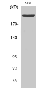 Separase (phospho Ser801) Polyclonal Antibody