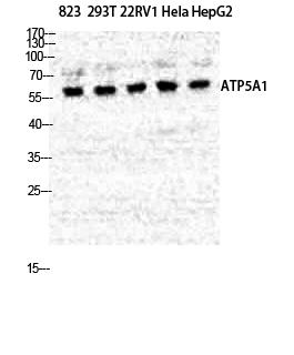 ATP5A Polyclonal Antibody