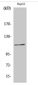 Ksr-1 (phospho Ser392) Polyclonal Antibody