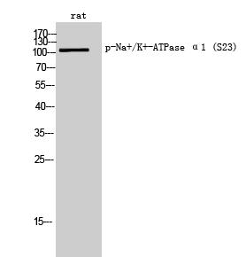Na+/K+-ATPase α1 (phospho Ser23) Polyclonal Antibody