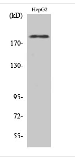 Neu (phospho Tyr1221/Y1222) Polyclonal Antibody