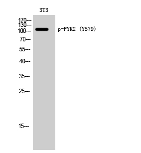PYK2 (phospho Tyr579) Polyclonal Antibody