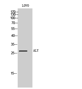 ALY Polyclonal Antibody