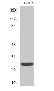 ACBD6 Polyclonal Antibody