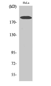 COL5A1 Polyclonal Antibody
