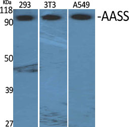 AASS Polyclonal Antibody
