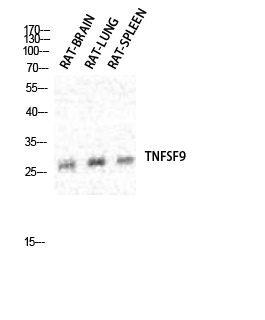 CD137L Polyclonal Antibody