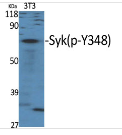 Syk (phospho Tyr348) Polyclonal Antibody