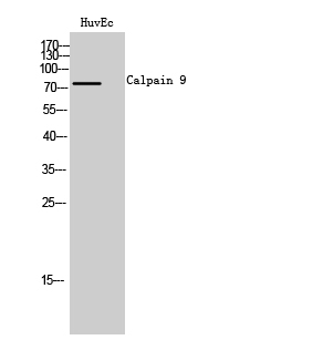 Calpain 9 Polyclonal Antibody