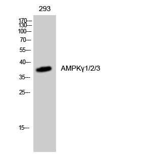 AMPKγ1/2/3 Polyclonal Antibody