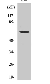 p70 S6 kinase α (phospho Ser447) Polyclonal Antibody