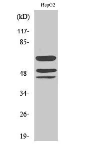 Shc (phospho Tyr427) Polyclonal Antibody