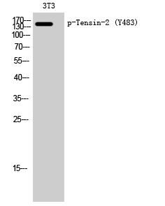 Tensin-2 (phospho Tyr483) Polyclonal Antibody