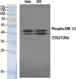ERK 1/2 (phospho Thr202/Y204) Polyclonal Antibody
