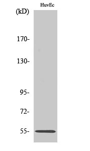 c-Fgr Polyclonal Antibody