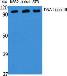 DNA Ligase III Polyclonal Antibody