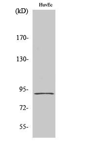 HSP90β Polyclonal Antibody