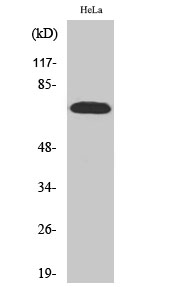 p70 S6 kinase α Polyclonal Antibody