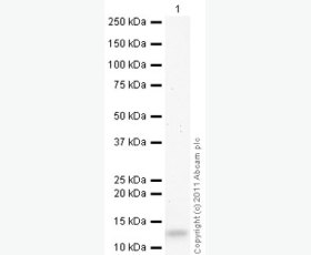 Recombinant Mouse Ephrin-A5/EFNA5