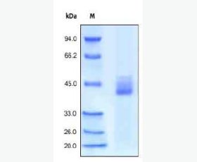 Recombinant Mouse Complement Factor D/Adipsin