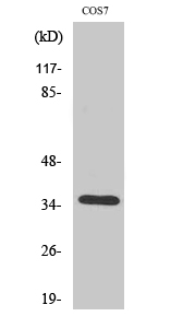 Olfactory receptor 52E1 Polyclonal Antibody