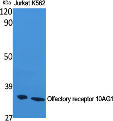 Olfactory receptor 10AG1 Polyclonal Antibody