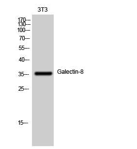 Galectin-8 Polyclonal Antibody