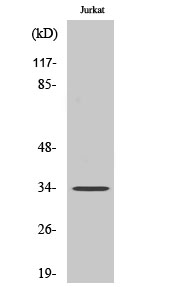 Olfactory receptor 8D1 Polyclonal Antibody