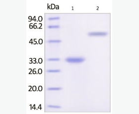 Recombinant Human Cystatin C/CST3