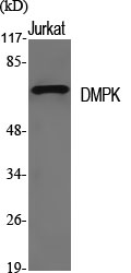 DMPK Polyclonal Antibody