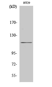 MLK4 Polyclonal Antibody