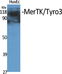 MerTK/Tyro3 Polyclonal Antibody