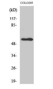 NPY5-R Polyclonal Antibody