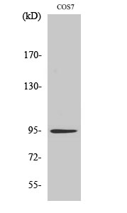 Insulin R Polyclonal Antibody