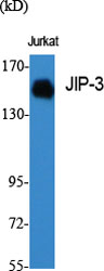 JIP-3 Polyclonal Antibody