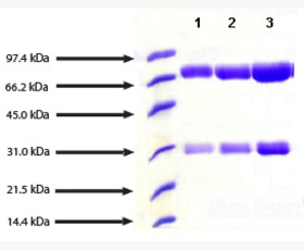 Recombinant Human Fc γ RIIa/FCGR2A/CD32a