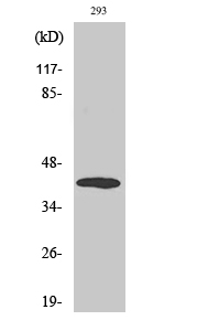 MEK-6 Polyclonal Antibody