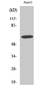 GABAA Rα4 Polyclonal Antibody