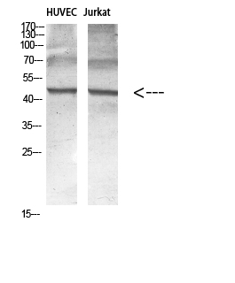 Encephalopsin Polyclonal Antibody