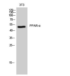 PPAR-α Polyclonal Antibody