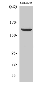 PARD3A Polyclonal Antibody