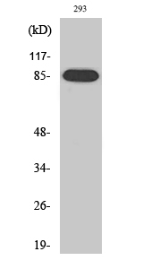IKKβ Polyclonal AntibodyM