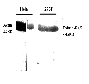 Ephrin-B1/2 Polyclonal Antibody