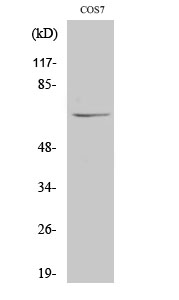 NUB1 Polyclonal Antibody