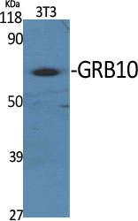 GRB10 Polyclonal Antibody