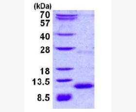 Recombinant Human PD-L1/B7-H1/CD274